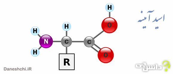 تحقیق در مورد اسید آمینه 